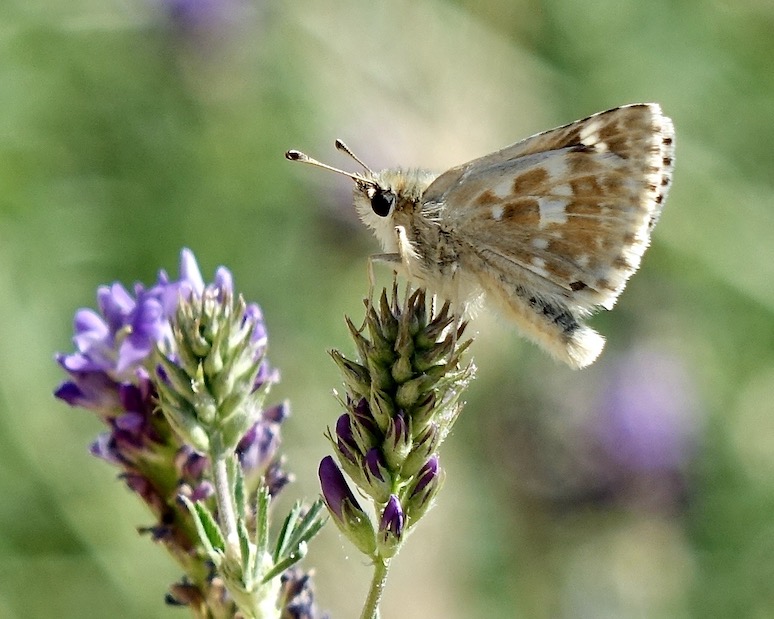 sage skipper